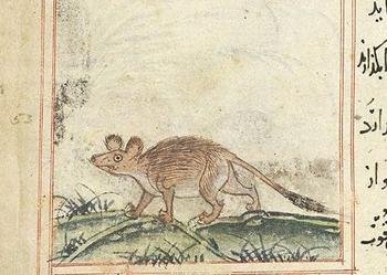 Mouse Ransom The mouse that ransomed her sister